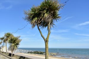 Can Palm Trees Grow in Britain?