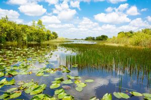Florida,Wetland,,Airboat,Ride,At,Everglades,National,Park,In,Usa.