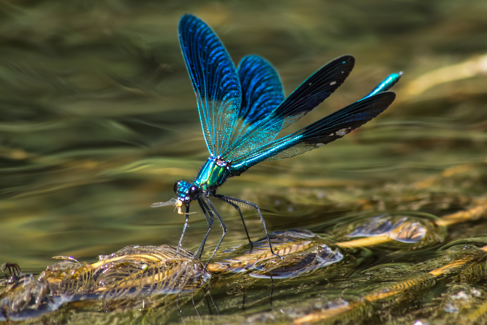 River Dragonflies 