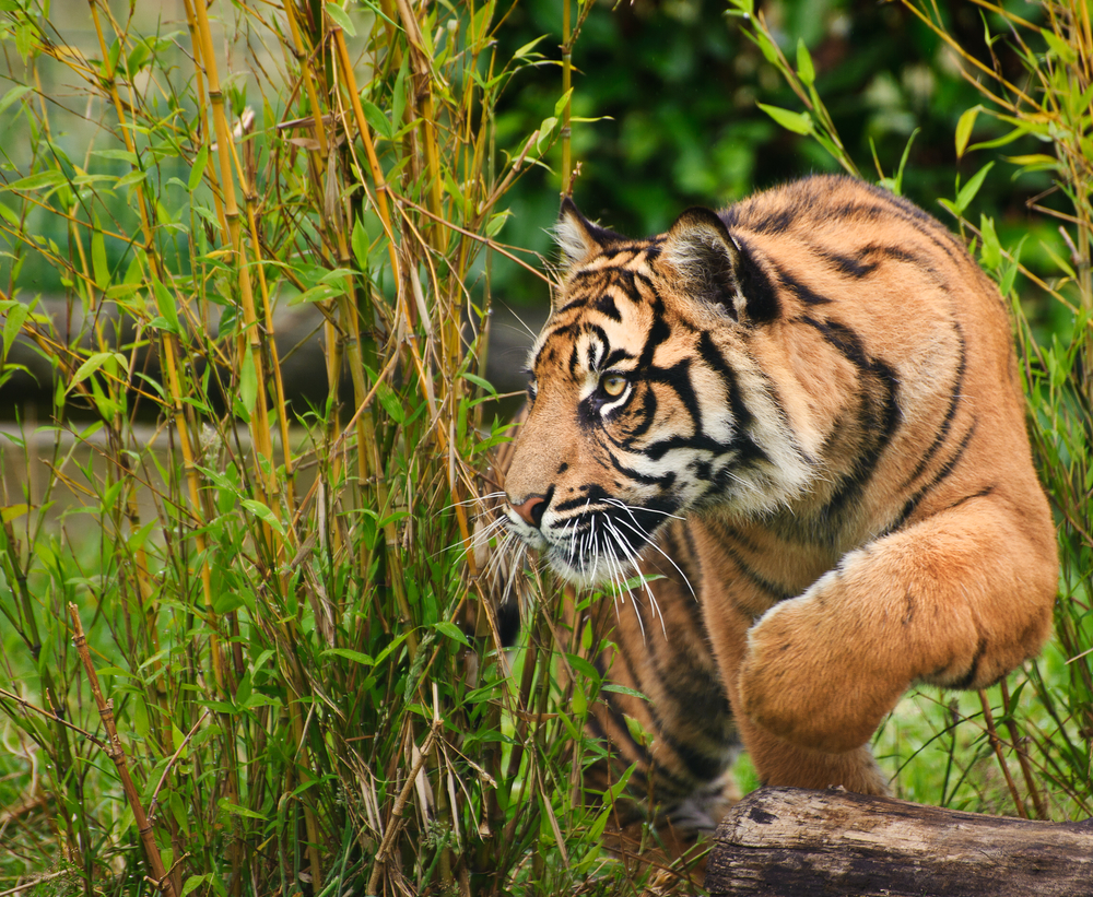 The Habitat of Tigers