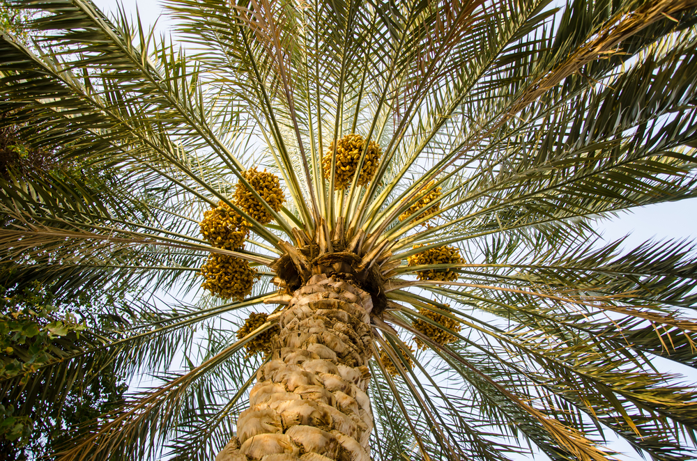 The Lifespan of Palm Trees