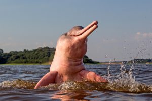 Boto,Amazon,River,Dolphin