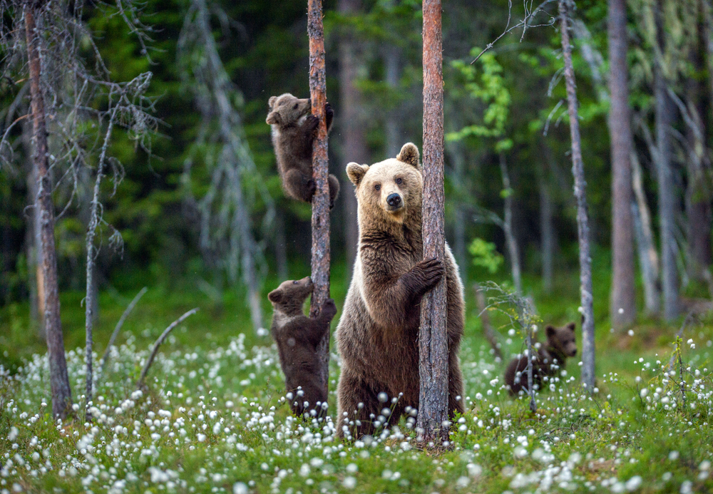 What do Russian bears look like