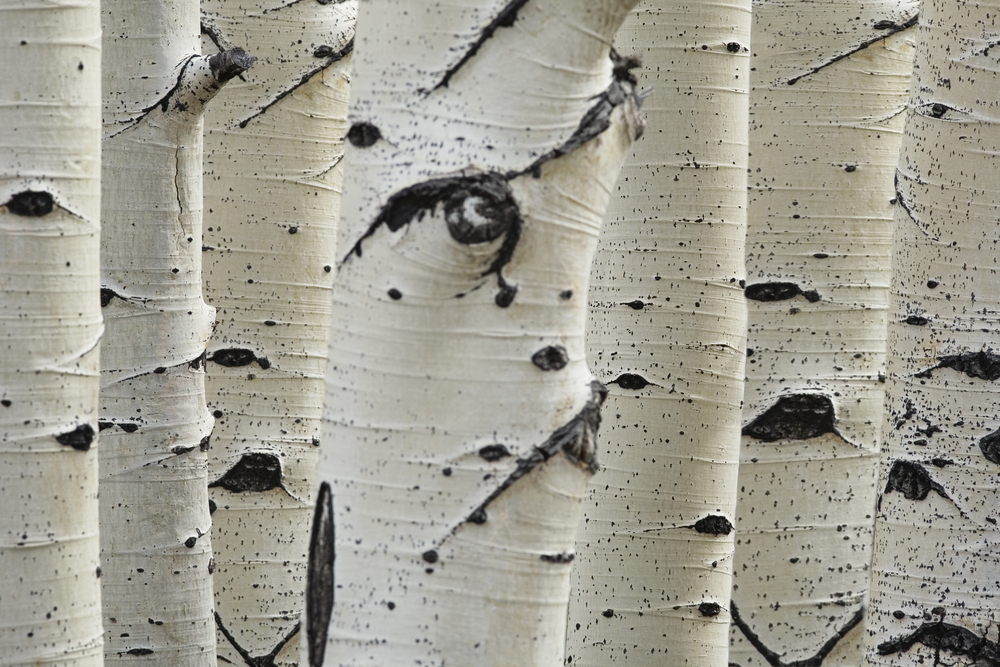 What exactly is a silver birch tree