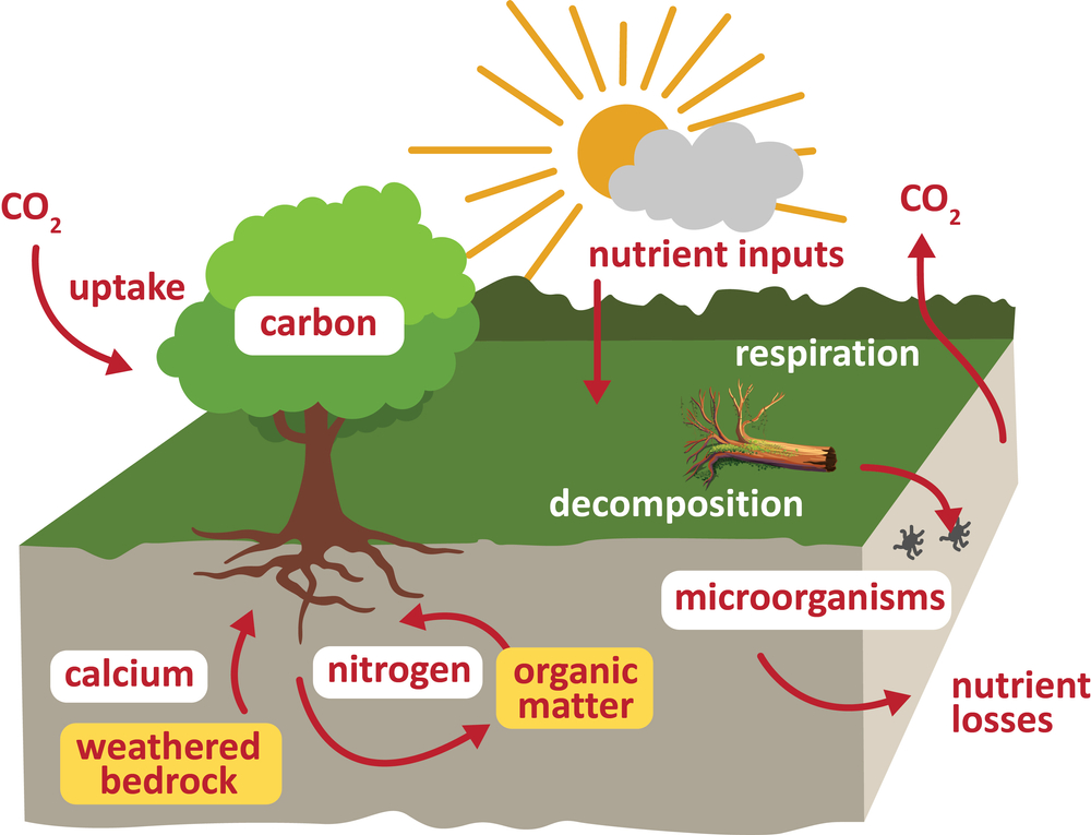 What factors in a system are abiotic