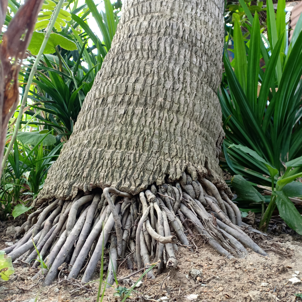 palm tree roots