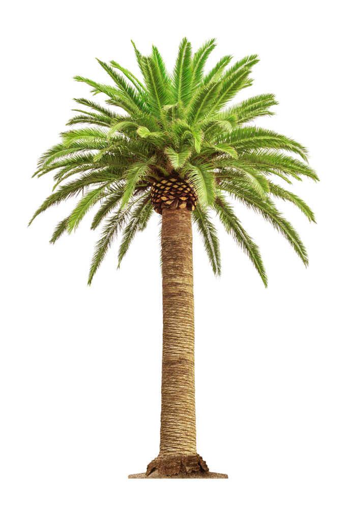 palm tree stem
