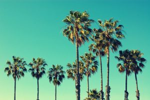 What Are the Different Parts of a Palm Tree?