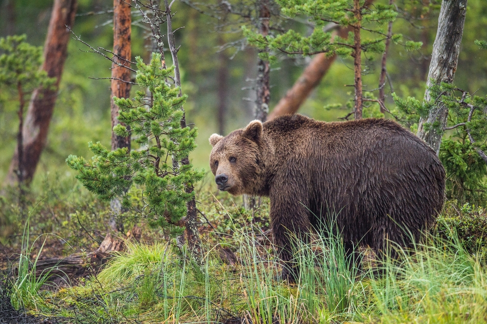 Russia brown bear