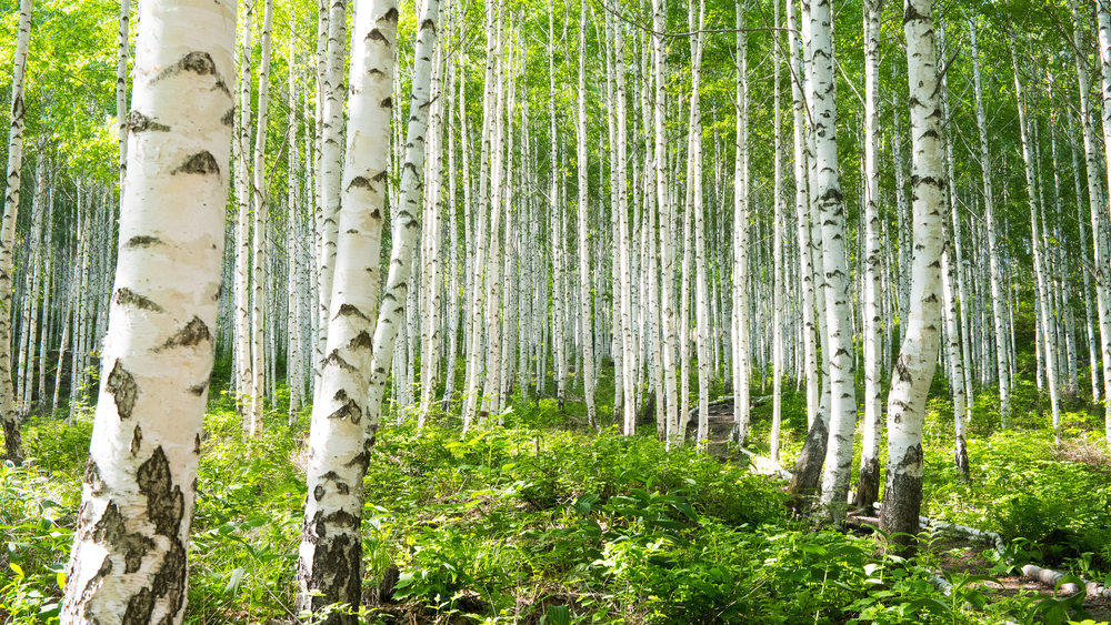 silver birch Russia's national tree