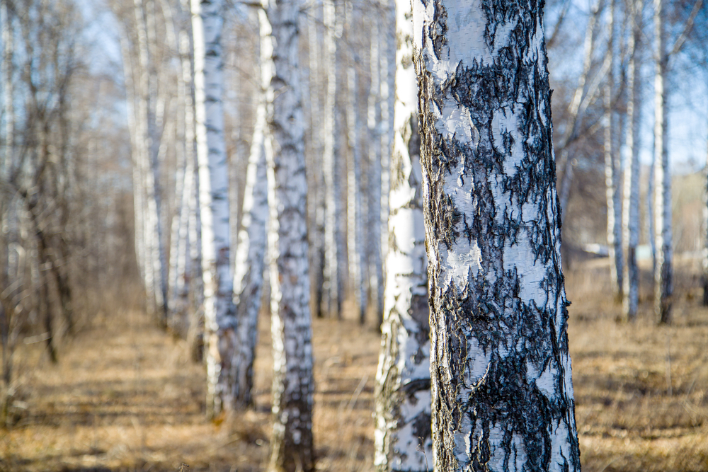 silver birch finland