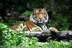 Bengal,Tiger,In,Forest,Show,Head,And,Leg