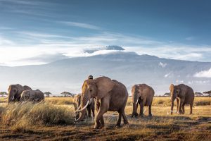 Herd,Of,Large,African,Elephants,Walking,In,Front,Of,Mount