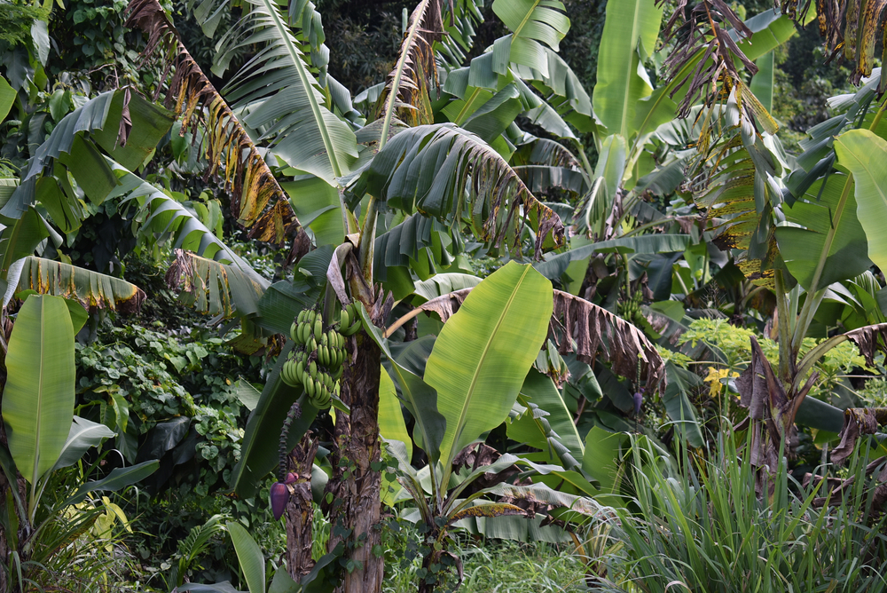 Bananas Dominica 