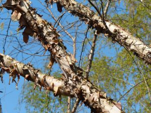 How Fast Does a River Birch Tree Grow?