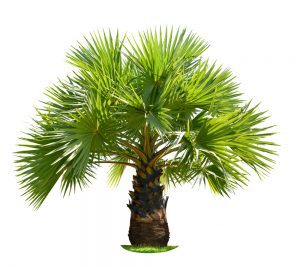 The 10 Types of Palm Trees in California