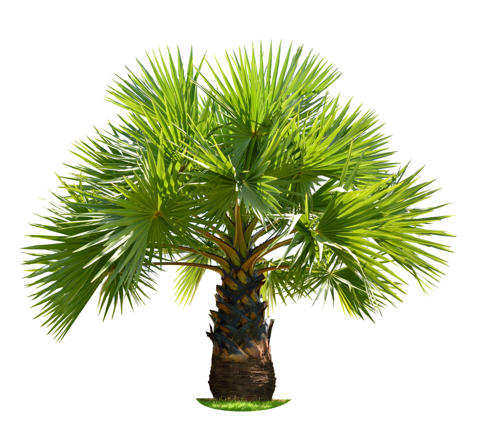 Dwarf Sugar Palm