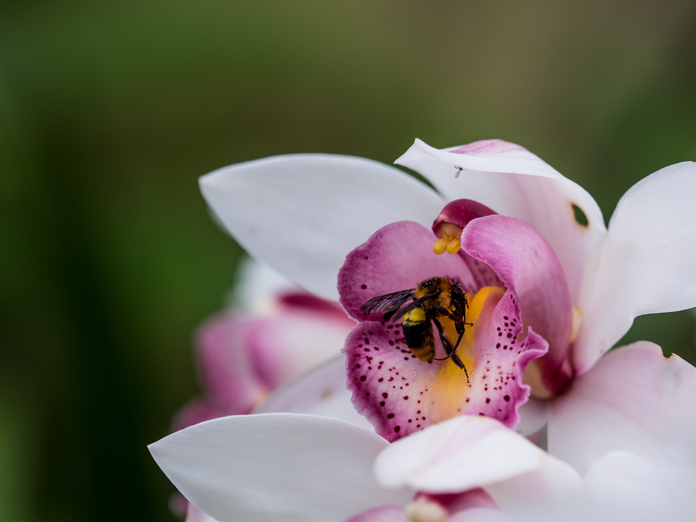 Orchids and bees