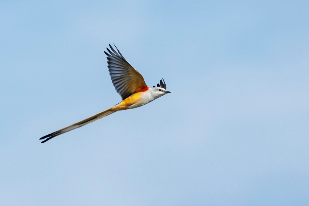 Scissor-tailed Flycatcher male