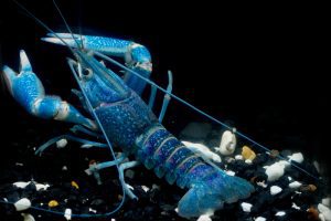 What is the Value of a Blue Lobster?