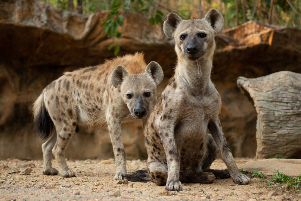 hyenas