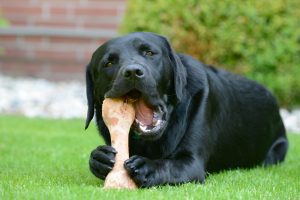 What Are the Worst Bones for Dogs?