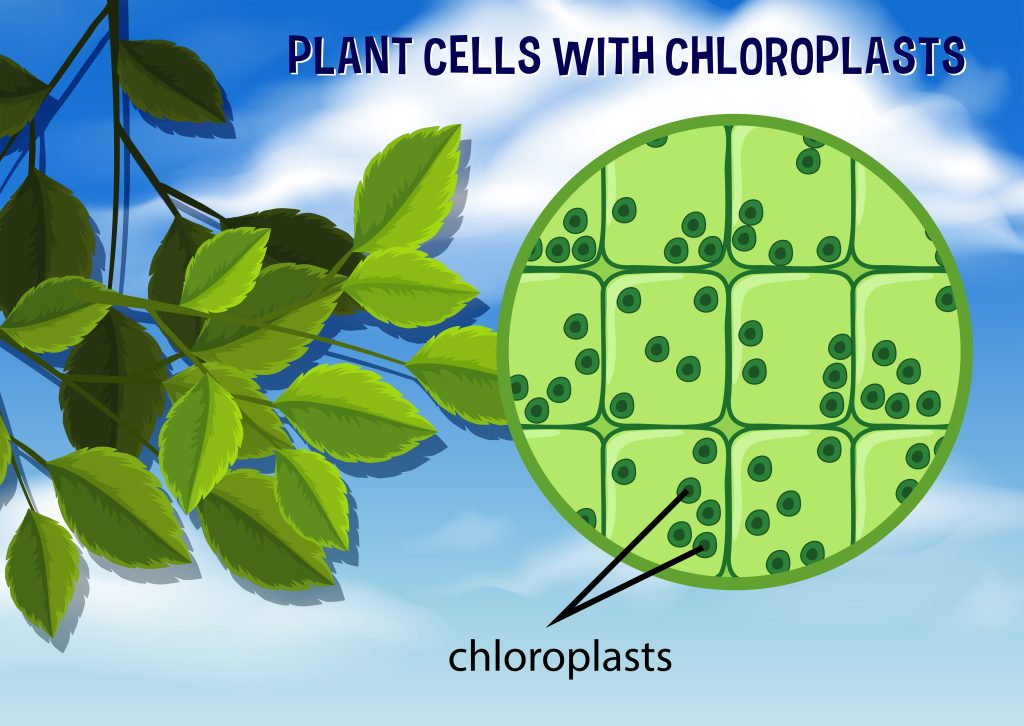 Chloroplasts 