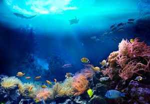Underwater,View,Of,The,Coral,Reef.,Ecosystem.,Life,In,Tropical