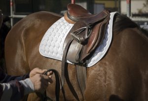 What Are the Different Parts of an English Saddle?