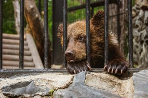 Sad,Bear,Cub,In,Animal,Cage.,Wild,Bear,Stuck,Nose
