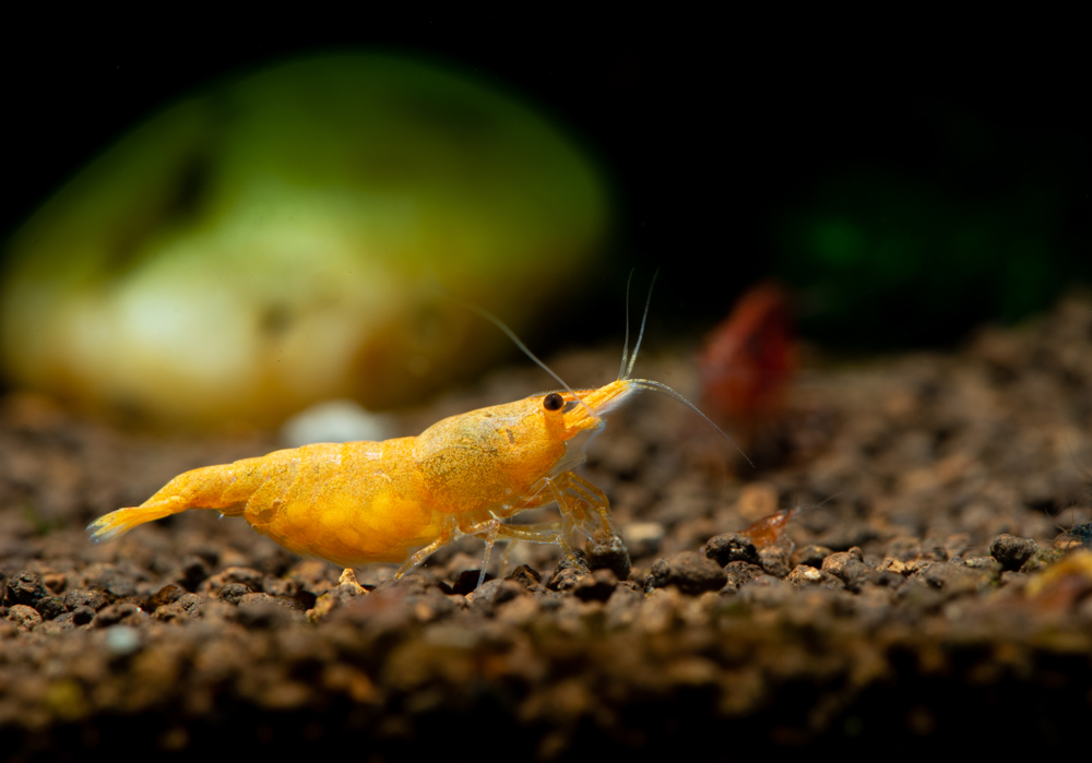 dwarf Shrimp