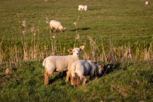 Lambs,In,A,Field,In,Sussex,On,A,Sunny,Spring