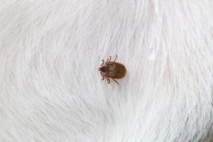 Big,Tick,On,A,Dog,In,Cleaning.