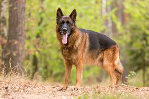 What Is the Heaviest German Shepherd Breed?