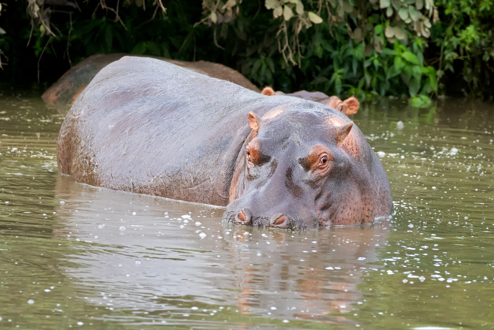 heaviest hippo