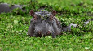 What Is the Heaviest Hippo Ever Recorded?