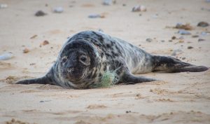 Baby,Seal,Is,Injured,By,Human,Waste,Global,Pollution
