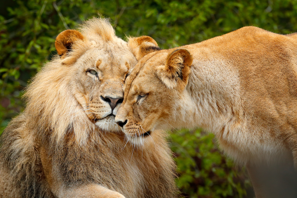 pair of lion