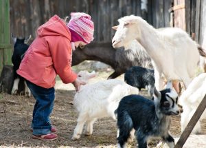 Small,Girl,Playing,With,Goat