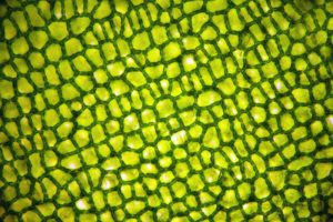 Plant,Cell,Under,Microscope