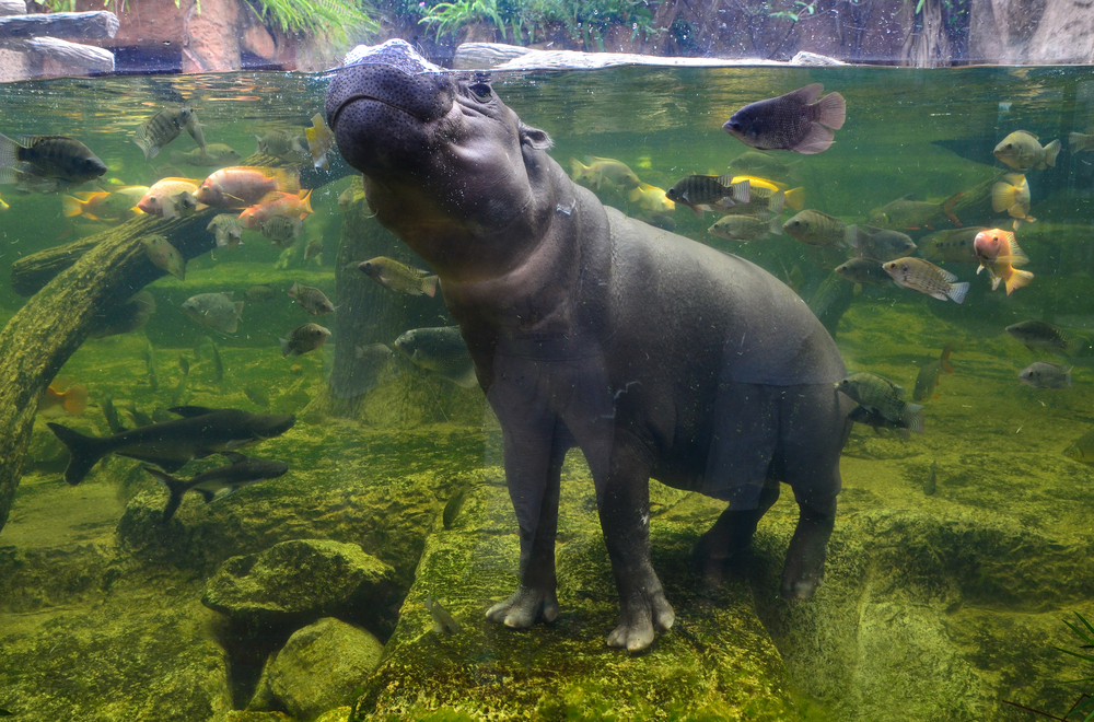 pygmy hippos