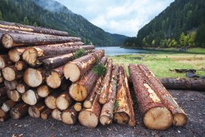 Why Is Wood So Expensive in the UK?