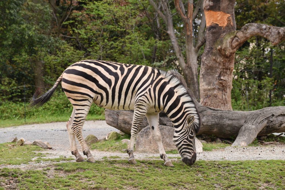 zoo zebra