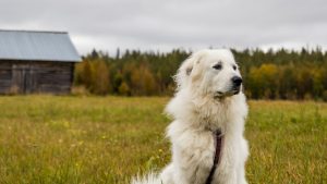 Which Dogs Are Bigger Than Great Pyrenees?