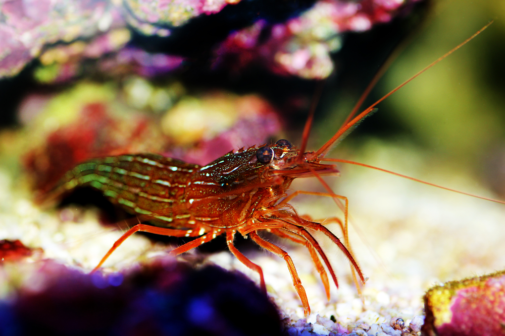 Saltwater shrimp 