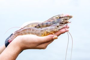Shrimp,On,Hand