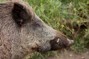 Portrait,Of,Wild,Boar,In,The,Pine,Forest