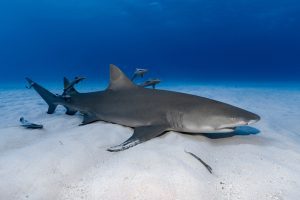 How Far Does a Shark Swim in a Day?