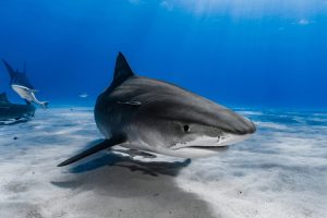 Tiger,Shark,(galeocerdo,Cuvier),Swimming,Over,The,Reef