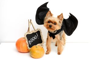 Funny,Dog,In,Halloween,Costume,Photography